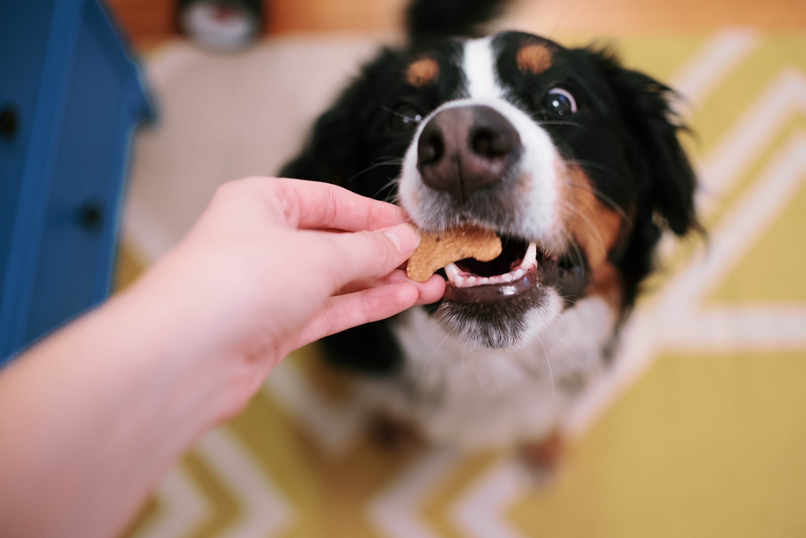 Axel Tia's Pet Bakery