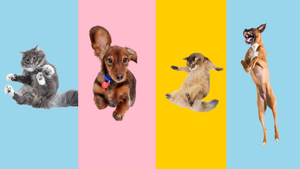 Dog and cat clearance bakery